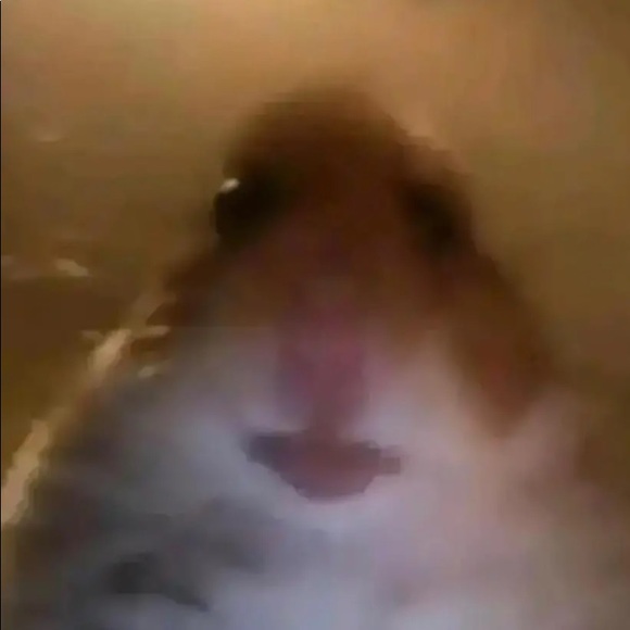 Meet your Posher, Bella - Picture 1 of 1